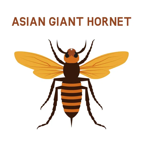Азійська Гігантська Комаха Murder Hornet Приклад Вектора — стоковий вектор