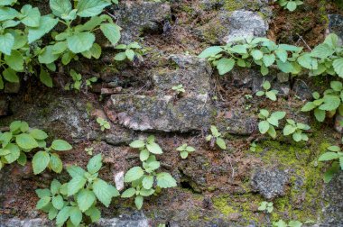 Moss ile eski duvar doku