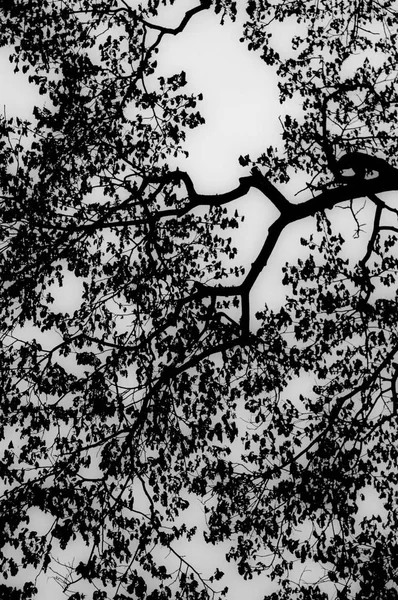 Силуэт Деревьев Листьев — стоковое фото