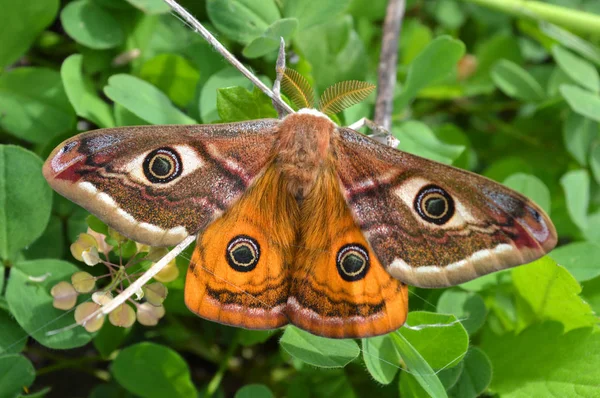 Borboleta Noite Imperador Traça Imperador Pavonia Saturnia Traça Imperador Pequeno — Fotografia de Stock