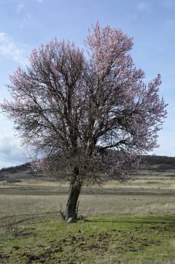 Badem pembesi ve beyaz çiçekleri soğuk rüzgar rüzgarlar üzerinde titreyen, bahar zaman kısa bir süre önce