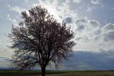 Badem pembesi ve beyaz çiçekleri soğuk rüzgar rüzgarlar üzerinde titreyen, bahar zaman kısa bir süre önce