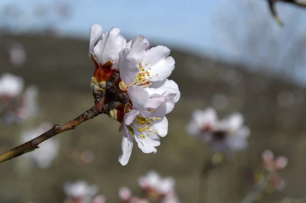 Mandula Rózsaszín Fehér Virágokat Reszketés Hideg Szél Széllökések Röviddel Tavaszi — Stock Fotó