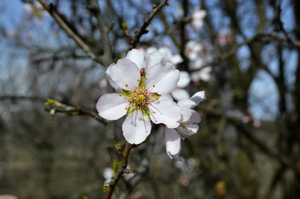 Amêndoa Rosa Flores Brancas Tremores Sobre Rajadas Vento Frio Pouco — Fotografia de Stock