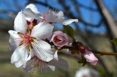 Badem çiçekleri, arılar, böcekler ve bahar zamanı 2019