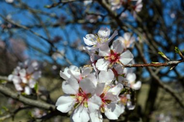 Badem çiçekleri, arılar, böcekler ve bahar zamanı 2019