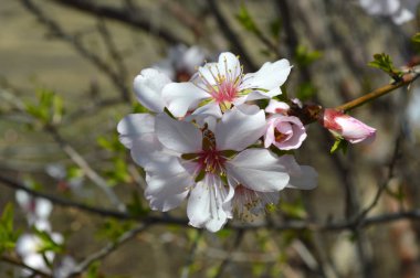 Badem çiçekleri, arılar, böcekler ve bahar zamanı 2019