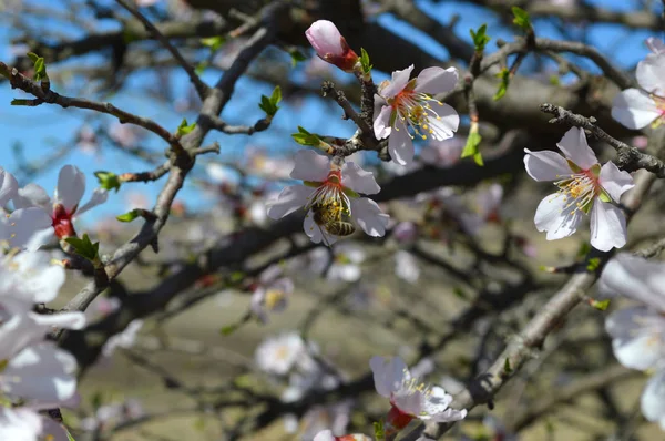 Mandulás Virágok Méhek Bugok Tavaszi Idő 2019 — Stock Fotó