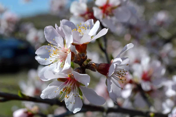 Mandulás Virágok Méhek Bugok Tavaszi Idő 2019 — Stock Fotó