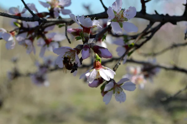 Fiori Mandorlo Api Insetti Primavera 2019 — Foto Stock