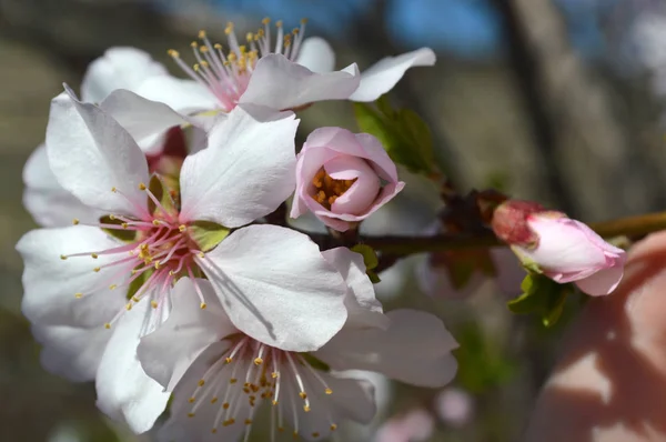 Мигдальне Цвітіння Бджоли Жуки Весняний Час 2019 Ліцензійні Стокові Фото
