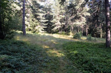 Batı Rodop Dağları Ormanı'nda, Orpheus Dağı (Bulgaristan)