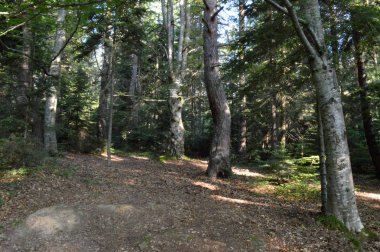 Batı Rodop Dağları Ormanı'nda, Orpheus Dağı (Bulgaristan)