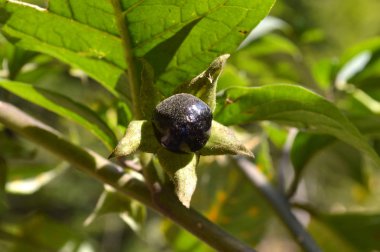 Batı Rodop Dağları Ormanı'nda, Orpheus Dağı (Bulgaristan)