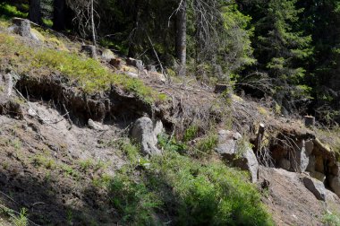 Batı Rodop Dağları Ormanı'nda, Orpheus Dağı (Bulgaristan)