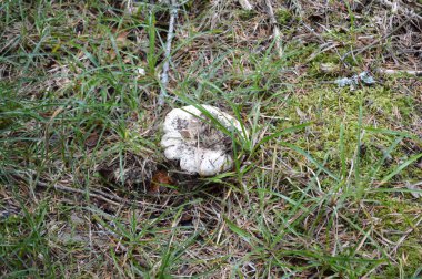 Batı Rodop Dağları 'ndaki Vahşi Mantarlar, Orpheus Dağı (Bulgaristan))