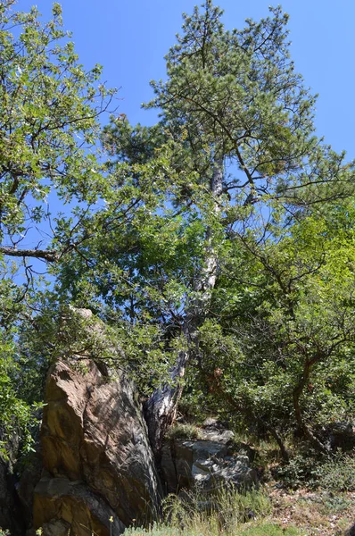 Forest Western Rhodope Mountains Mountain Orpheus Bulgaria — Stock Photo, Image