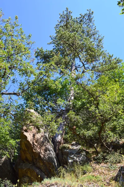 Forest Western Rhodope Mountains Mountain Orpheus Bulgaria — Stock Photo, Image