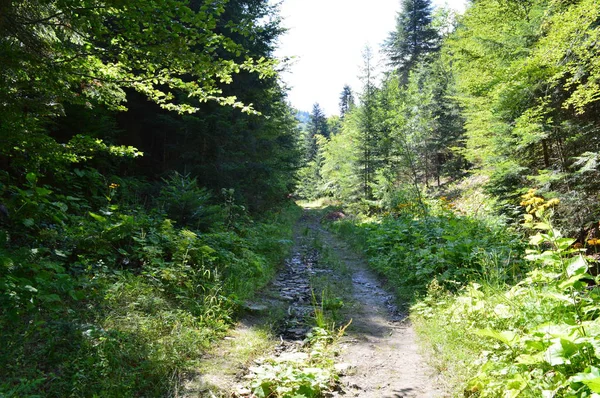 Wald Des Westlichen Rhodopen Gebirges Dem Berg Des Orpheus Bulgarien — Stockfoto