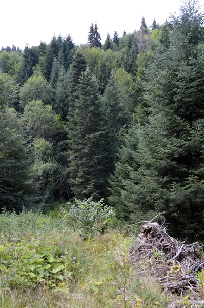 로도페 산맥의 숲에서 오르페우스 불가리아 — 스톡 사진