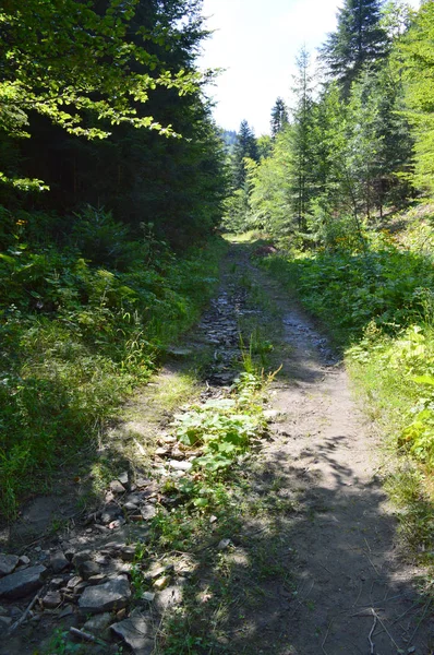 Wald Des Westlichen Rhodopen Gebirges Dem Berg Des Orpheus Bulgarien — Stockfoto