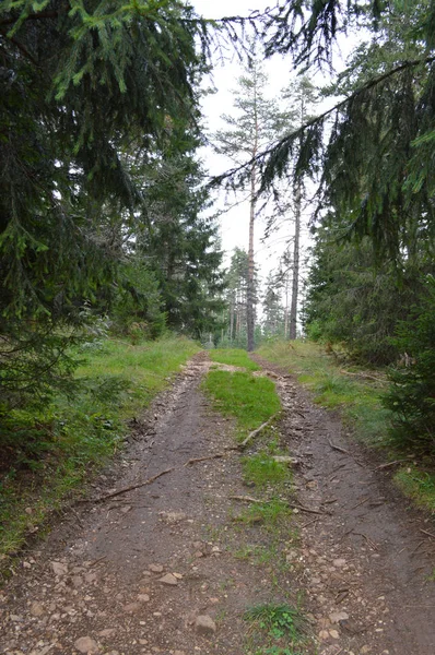 Wald Des Westlichen Rhodopen Gebirges Dem Berg Des Orpheus Bulgarien — Stockfoto