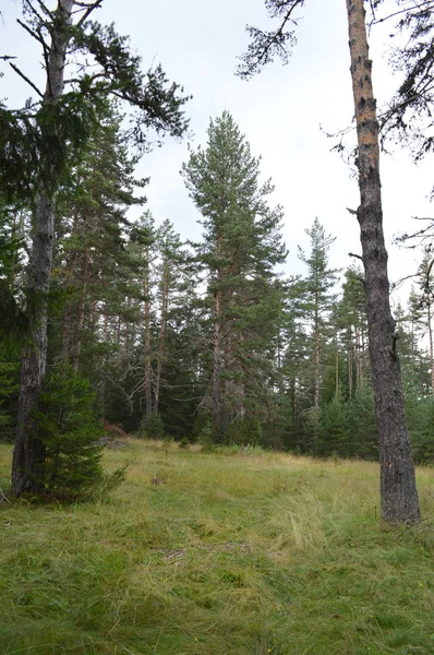 Wald Des Westlichen Rhodopen Gebirges Dem Berg Des Orpheus Bulgarien — Stockfoto