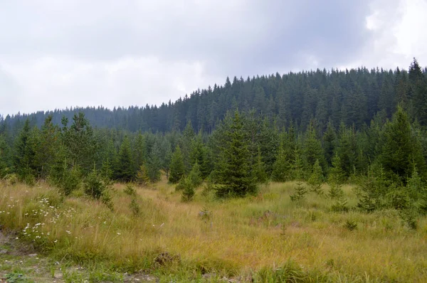 Wald Des Westlichen Rhodopen Gebirges Dem Berg Des Orpheus Bulgarien — Stockfoto
