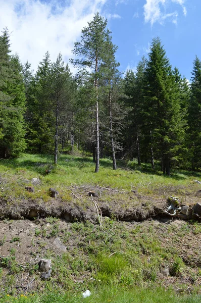 Forest Western Rhodope Mountains Mountain Orpheus Bulgaria — Stock Photo, Image