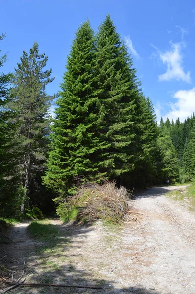 Wald Des Westlichen Rhodopen Gebirges Dem Berg Des Orpheus Bulgarien — Stockfoto