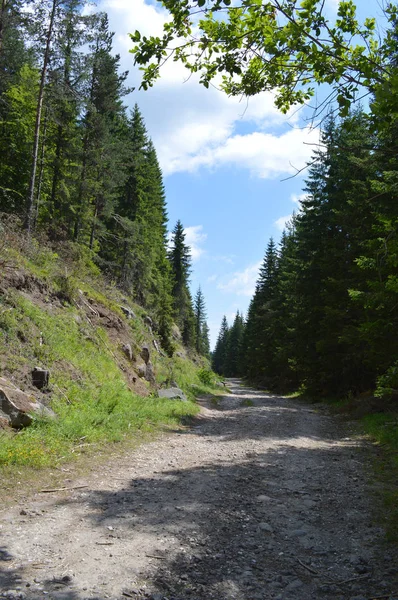 Wald Des Westlichen Rhodopen Gebirges Dem Berg Des Orpheus Bulgarien — Stockfoto