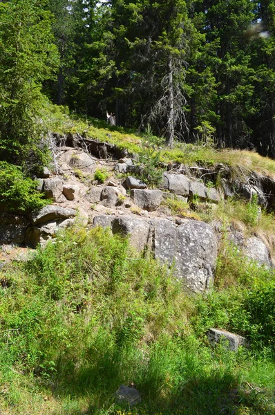 Forest Western Rhodope Mountains Mountain Orpheus Bulgaria — Stock Photo, Image