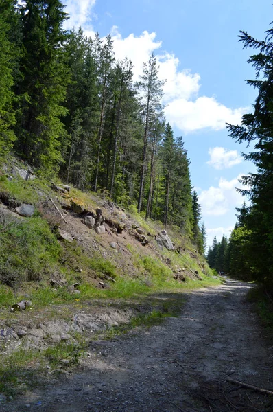 Wald Des Westlichen Rhodopen Gebirges Dem Berg Des Orpheus Bulgarien — Stockfoto