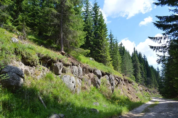 Wald Des Westlichen Rhodopen Gebirges Dem Berg Des Orpheus Bulgarien — Stockfoto