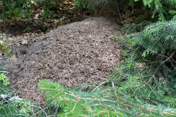 Dans Forêt Des Rhodopes Occidentaux Montagne Orphée Bulgarie — Photo