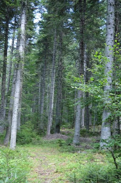 Wald Des Westlichen Rhodopen Gebirges Dem Berg Des Orpheus Bulgarien — Stockfoto