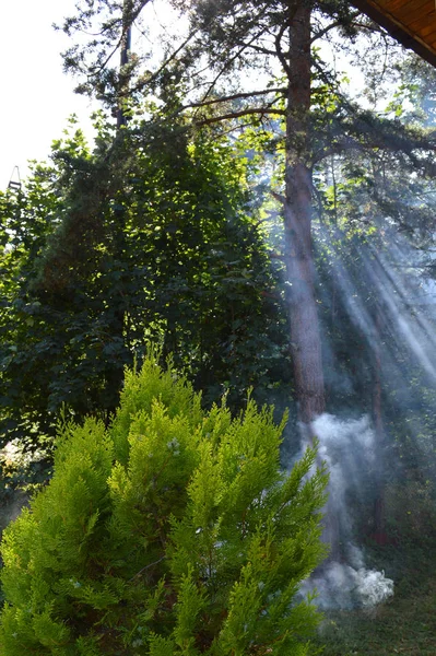 Batı Rodop Dağları Ormanı'nda, Orpheus Dağı (Bulgaristan)