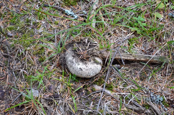 Batı Rodop Dağları 'ndaki Vahşi Mantarlar, Orpheus Dağı (Bulgaristan))