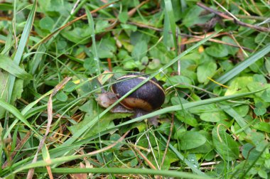 Batı Rodop Dağları Ormanı'nda Salyangoz Beslemesi, Orpheus Dağı (Bulgaristan)