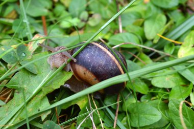 Batı Rodop Dağları Ormanı'nda Salyangoz Beslemesi, Orpheus Dağı (Bulgaristan)