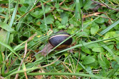 Batı Rodop Dağları Ormanı'nda Salyangoz Beslemesi, Orpheus Dağı (Bulgaristan)