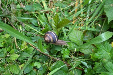 Batı Rodop Dağları Ormanı'nda Salyangoz Beslemesi, Orpheus Dağı (Bulgaristan)