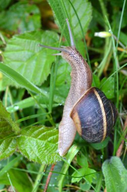 Batı Rodop Dağları Ormanı'nda Salyangoz Beslemesi, Orpheus Dağı (Bulgaristan)