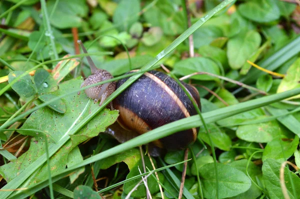 Alimentation Des Escargots Dans Forêt Des Rhodopes Occidentaux Montagne Orphée — Photo