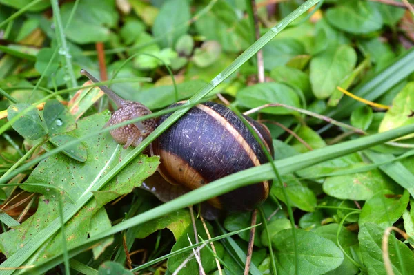 Alimentation Des Escargots Dans Forêt Des Rhodopes Occidentaux Montagne Orphée — Photo