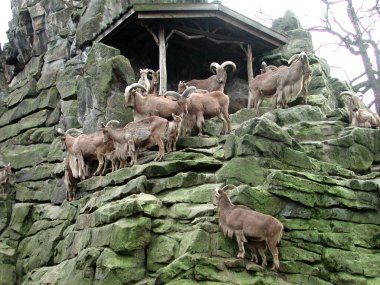 Mart 'ta Berlin Hayvanat Bahçesi 30, 2002