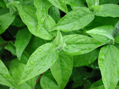 Makro çiçekleri ve yaprakları, Mittweida bahçeleri, Deutschland üzerinde 