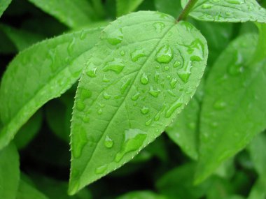Makro çiçekleri ve yaprakları, Mittweida bahçeleri, Deutschland üzerinde 
