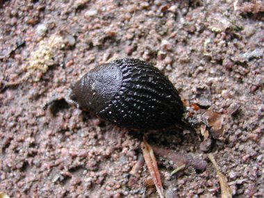 Makro çiçekleri ve yaprakları, Mittweida bahçeleri, Deutschland üzerinde 
