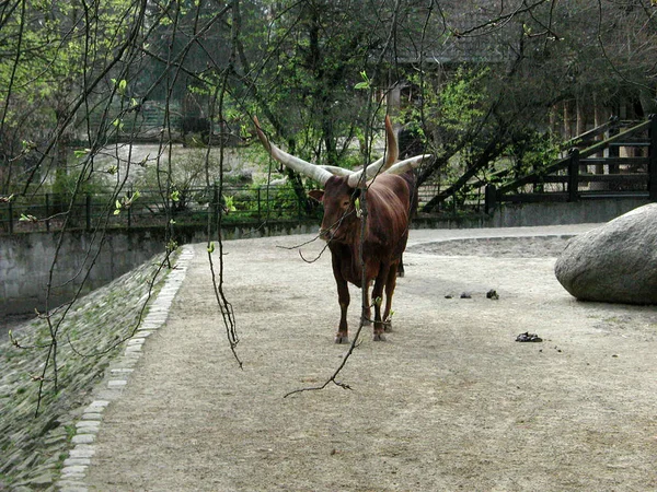 2002년 3월 30일 베를린 동물원 — 스톡 사진